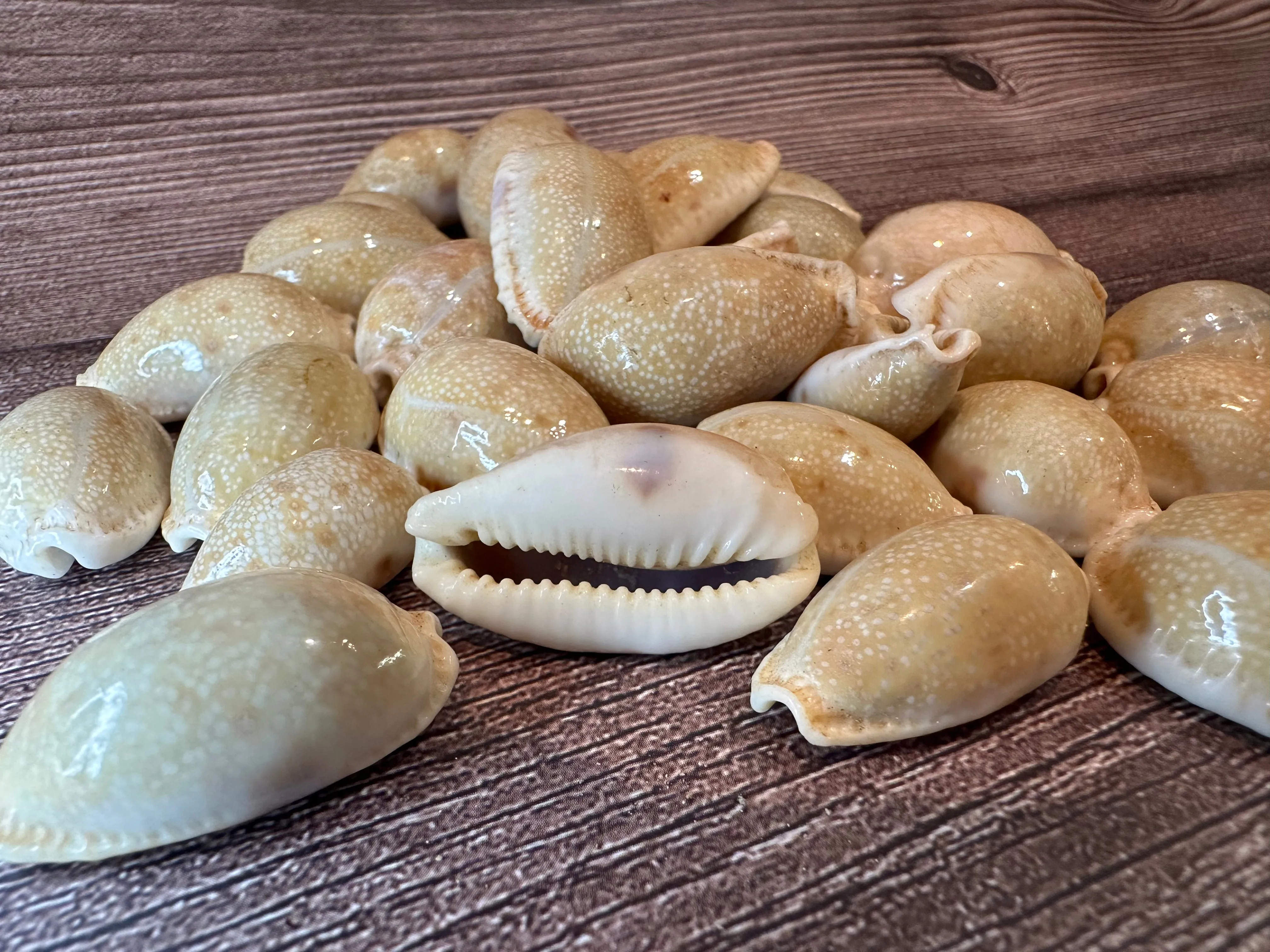 Boivin's Cowrie - Boivinii Cowrie