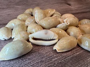 Boivin's Cowrie - Boivinii Cowrie