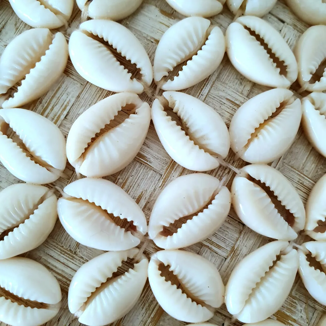 Round Bamboo & White Cowrie Shell Box Set
