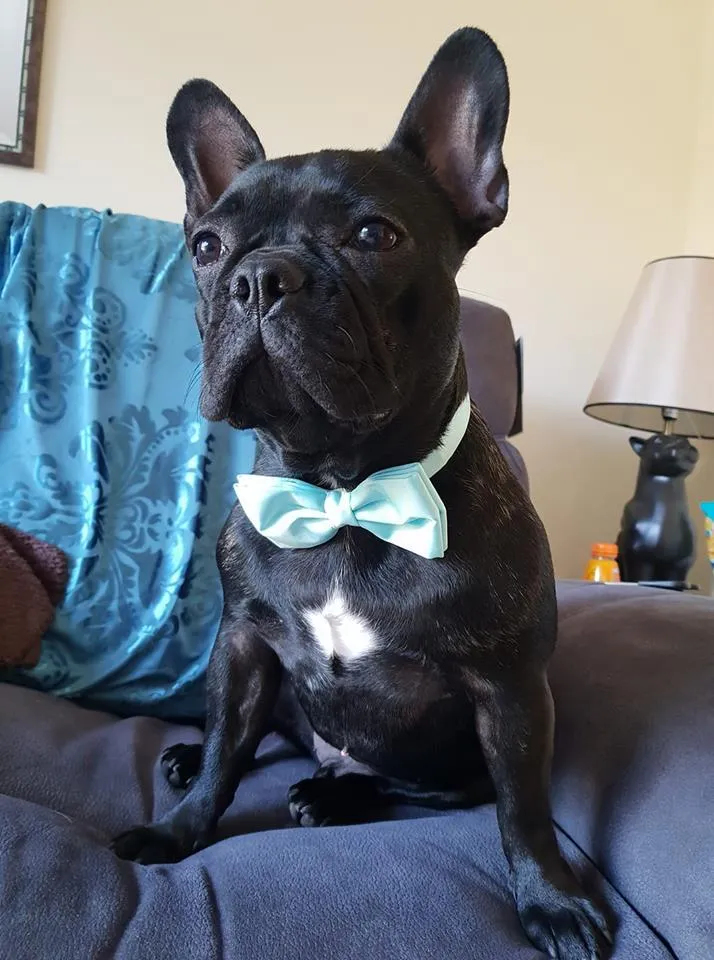 Sea Green Dog Bow Tie