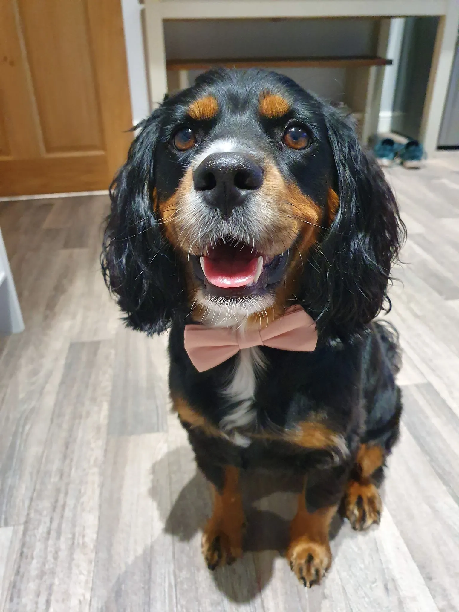 Sea Green Dog Bow Tie