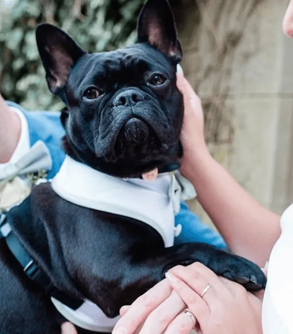 Sea Green Dog Bow Tie